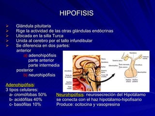 Clases 13 1º EndóCrino | PPT