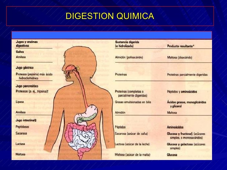 Clases 7 1ªAñO Digestivo