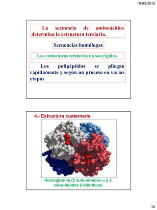 18-03-2012




     La secuencia de aminoácidos
determina la estructura terciaria.

          Secuencias homólogas

  Las estructuras terciarias no son rígidas.

    Los    polipéptidos    se    pliegan
rápidamente y según un proceso en varias
etapas




 4.- Estructura cuaternaria




      Hemoglobina (2 subunidades  y 2
         subunidades  idénticas)




                                                      16
 