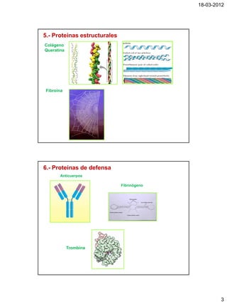 18-03-2012




5.- Proteínas estructurales
Colágeno
Queratina




Fibroína




6.- Proteínas de defensa
       Anticuerpos

                              Fibrinógeno




            Trombina




                                                    3
 