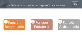 Los fonemas son producidos por la ejecución de 3 funciones
 