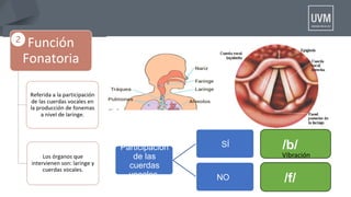 Participación
de las
cuerdas
vocales
SÍ
NO
/b/
/f/
Vibración
 