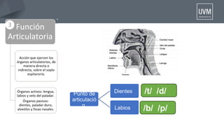 Punto de
articulació
n
Dientes
Labios /b/ /p/
/t/ /d/
 