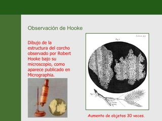 Observación de Hooke Dibujo de la estructura del corcho observado por Robert Hooke bajo su microscopio, como aparece publicado en Micrographia. Aumento de objetos 30 veces. 