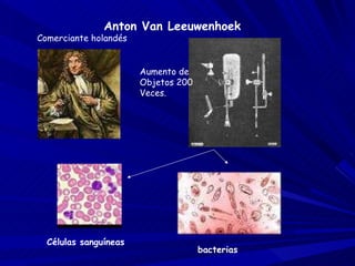 Anton Van Leeuwenhoek Células sanguíneas  bacterias Comerciante holandés Aumento de  Objetos 200 Veces. 