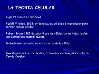 LA TEORIA CELULAR Siglo 19 avances científicos Rudolf Virchow, 1858: evidencias, las células se reproducen para formar nuevas células. Robert Brown 1883 descubrió que las células de las hojas tenían una estructura central:  núcleo . Protoplasma:  material viviente dentro de la célula Investigaciones de: Schleiden, Schwann y Virchow, desarrollaron  Teoria Celular. 
