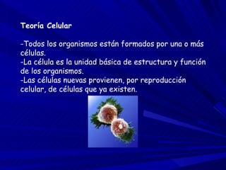 Teoría Celular -Todos los organismos están formados por una o más células. -La célula es la unidad básica de estructura y función de los organismos. -Las células nuevas provienen, por reproducción celular, de células que ya existen. 
