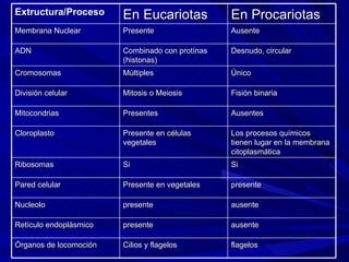 Extructura/Proceso En Eucariotas En Procariotas Membrana Nuclear Presente Ausente ADN Combinado con protínas (histonas) Desnudo, circular Cromosomas Múltiples Único División celular Mitosis o Meiosis Fisión binaria Mitocondrias Presentes Ausentes Cloroplasto Presente en células vegetales Los procesos químicos tienen lugar en la membrana citoplasmática Ribosomas Si Si Pared celular Presente en vegetales presente Nucleolo presente ausente Retículo endoplásmico presente ausente Órganos de locomoción Cilios y flagelos flagelos 