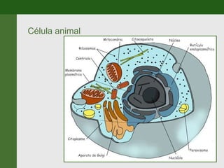 Célula animal 