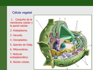 Célula vegetal 1.  Conjunto de la membrana celular y la pared celular.  2. Hialoplasma.  3. Vacuola.  4. Cloroplastos.  5. Aparato de Golgi.  6. Mitocondrias.  7. Retículo endoplasmático.  8. Núcleo celular.  