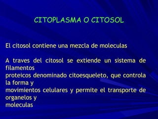 El citosol contiene una mezcla de moleculas A traves del citosol se extiende un sistema de filamentos proteicos denominado citoesqueleto, que controla la forma y  movimientos celulares y permite el transporte de organelos y  moleculas CITOPLASMA O CITOSOL 