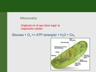 Mitocondria Orgánulo en el que tiene lugar la respiración celular:  Glucosa + O 2  => ATP (energía) + H 2 O + Co 2 