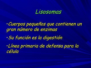 Lisosomas Cuerpos pequeños que contienen un gran número de enzimas Su función es la digestión Línea primaria de defensa para la célula 