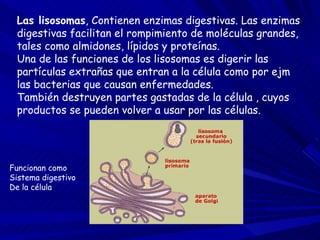 Las lisosomas , Contienen enzimas digestivas. Las enzimas digestivas facilitan el rompimiento de moléculas grandes, tales como almidones, lípidos y proteínas. Una de las funciones de los lisosomas es digerir las partículas extrañas que entran a la célula como por ejm las bacterias que causan enfermedades. También destruyen partes gastadas de la célula , cuyos productos se pueden volver a usar por las células. Funcionan como Sistema digestivo  De la célula 