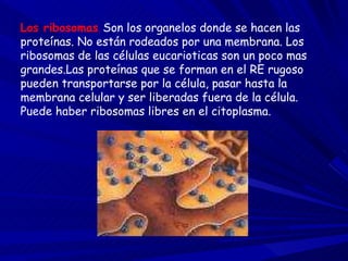Los ribosomas .  Son los organelos donde se hacen las proteínas. No están rodeados por una membrana. Los ribosomas de las células eucarioticas son un poco mas grandes.Las proteínas que se forman en el RE rugoso pueden transportarse por la célula, pasar hasta la membrana celular y ser liberadas fuera de la célula.  Puede haber ribosomas libres en el citoplasma. 