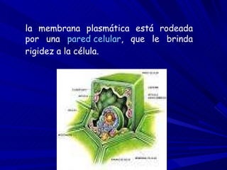 la membrana plasmática está rodeada por una  pared celular , que le brinda rigidez a la célula.  