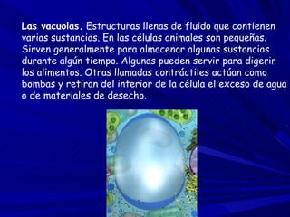 Las vacuolas.  Estructuras llenas de fluido que contienen varias sustancias. En las células animales son pequeñas. Sirven generalmente para almacenar algunas sustancias durante algún tiempo. Algunas pueden servir para digerir los alimentos. Otras llamadas contráctiles actúan como bombas y retiran del interior de la célula el exceso de agua o de materiales de desecho. 