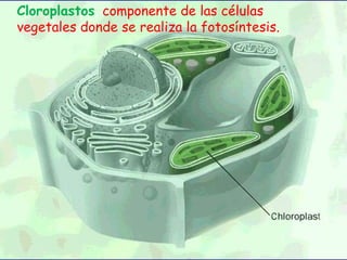 Cloroplastos ,  componente de las células vegetales donde se realiza la fotosíntesis. 