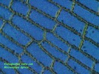 Cloroplastos visto con  Microscópio óptico. 