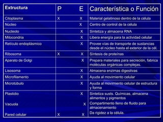 Extructura P  E Característica o Función Citoplasma X  X Material gelatinoso dentro de la célula Núcleo X Centro de control de la célula Nucleolo X Sintetiza y almacena RNA Mitocondria X Libera energía para la actividad celular Retículo endoplásmico X Provee vías de transporte de sustancias desde el núcleo hasta el exterior de la cél. Ribosoma X  X Síntesis de proteínas Aparato de Golgi X Prepara materiales para secreción, fabrica moléculas orgánicas complejas. Lisosoma X Almacena enzimas digestivas Microfilamento X Ayuda al movimiento celular Microtúbulo X Ayuda al movimiento celular de estructura y forma Plastidio Vacuola  Pared celular X X X  X Sintetiza susts. Químicas, almacena alimentos y pigmentos Compartimento lleno de fluido para almacenamiento Da rigidez a la célula. 