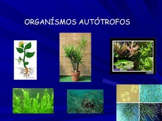 ORGANÍSMOS AUTÓTROFOS   