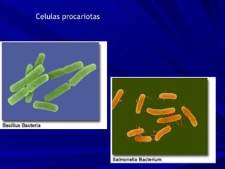 Celulas procariotas 