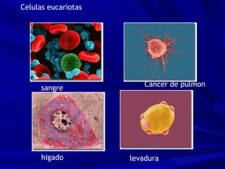 Celulas eucariotas sangre Cancer de pulmon higado levadura 