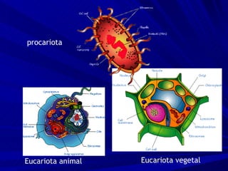 procariota Eucariota animal Eucariota vegetal 