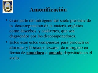 Amonificación
• Gran parte del nitrógeno del suelo proviene de
  la descomposición de la materia orgánica
  como desechos y cadáveres, que son
  degradados por los descomponedores.
• Estos usan estos compuestos para producir su
  alimento y liberan el exceso de nitrógeno en
  forma de amoniaco o amonio depositado en el
  suelo.
 