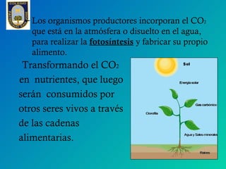 – Los organismos productores incorporan el CO2
   que está en la atmósfera o disuelto en el agua,
   para realizar la foto...