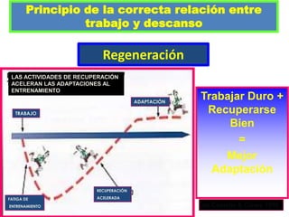 Regeneración
Trabajar Duro +
Recuperarse
Bien
=
Mejor
Adaptación
de Castella & Clews 1996
LAS ACTIVIDADES DE RECUPERACIÓN
ACELERAN LAS ADAPTACIONES AL
ENTRENAMIENTO
ADAPTACIÓN
TRABAJO
FATIGA DE
ENTRENAMIENTO
RECUPERACIÓN
ACELERADA
Principio de la correcta relación entre
trabajo y descanso
 