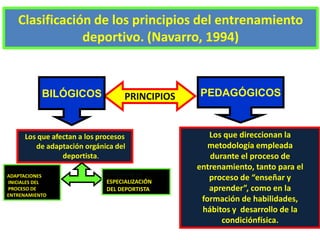 Clasificación de los principios del entrenamiento
deportivo. (Navarro, 1994)
PRINCIPIOSBILÓGICOS PEDAGÓGICOS
Los que afectan a los procesos
de adaptación orgánica del
deportista.
Los que direccionan la
metodología empleada
durante el proceso de
entrenamiento, tanto para el
proceso de “enseñar y
aprender”, como en la
formación de habilidades,
hábitos y desarrollo de la
condiciónfísica.
AFECTAN LAS
ADAPTACIONES
INICIALES DEL
PROCESO DE
ENTRENAMIENTO
ASEGURAN LA
ESPECIALIZACIÓN
DEL DEPORTISTA
 