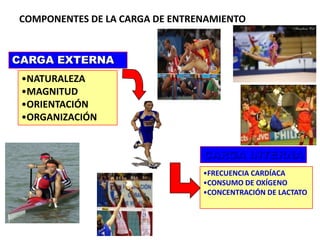 COMPONENTES DE LA CARGA DE ENTRENAMIENTO
CARGA EXTERNA
CARGA INTERNA
•NATURALEZA
•MAGNITUD
•ORIENTACIÓN
•ORGANIZACIÓN
•FRECUENCIA CARDÍACA
•CONSUMO DE OXÍGENO
•CONCENTRACIÓN DE LACTATO
 