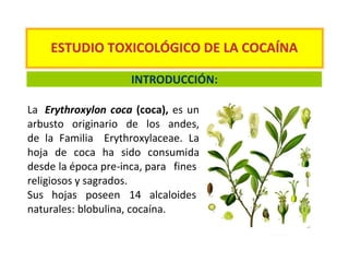 ESTUDIO TOXICOLÓGICO DE LA COCAÍNA

                     INTRODUCCIÓN:

La Erythroxylon coca (coca), es un
arbusto originario de los andes,
de la Familia Erythroxylaceae. La
hoja de coca ha sido consumida
desde la época pre-inca, para fines
religiosos y sagrados.
Sus hojas poseen 14 alcaloides
naturales: blobulina, cocaína.
 