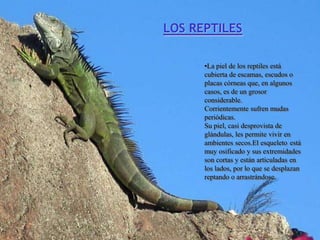 LOS REPTILES

      •La piel de los reptiles está
      cubierta de escamas, escudos o
      placas córneas que, en algunos
      casos, es de un grosor
      considerable.
      Corrientemente sufren mudas
      periódicas.
      Su piel, casi desprovista de
      glándulas, les permite vivir en
      ambientes secos.El esqueleto está
      muy osificado y sus extremidades
      son cortas y están articuladas en
      los lados, por lo que se desplazan
      reptando o arrastrándose.
 