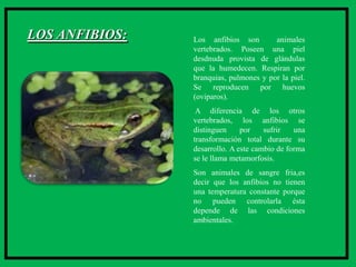 LOS ANFIBIOS:   Los anfibios son        animales
                vertebrados. Poseen una piel
                desdnuda provista de glándulas
                que la humedecen. Respiran por
                branquias, pulmones y por la piel.
                Se reproducen por huevos
                (oviparos).
                 A diferencia de los otros
                vertebrados, los anfibios se
                distinguen     por    sufrir   una
                transformación total durante su
                desarrollo. A este cambio de forma
                se le llama metamorfosis.
                Son animales de sangre fria,es
                decir que los anfibios no tienen
                una temperatura constante porque
                no pueden controlarla ésta
                depende de las condiciones
                ambientales.
 