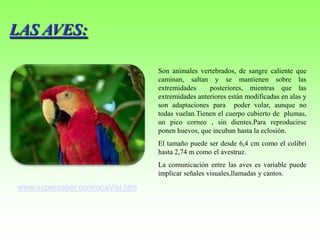 LAS AVES:

                                 Son animales vertebrados, de sangre caliente que
                                 caminan, saltan y se mantienen sobre las
                                 extremidades     posteriores, mientras que las
                                 extremidades anteriores están modificadas en alas y
                                 son adaptaciones para poder volar, aunque no
                                 todas vuelan.Tienen el cuerpo cubierto de plumas,
                                 un pico corneo , sin dientes.Para reproducirse
                                 ponen huevos, que incuban hasta la eclosión.
                                 El tamaño puede ser desde 6,4 cm como el colibrí
                                 hasta 2,74 m como el avestruz.
                                 La comunicación entre las aves es variable puede
                                 implicar señales visuales,llamadas y cantos.

www.supersaber.com/ocaVisi.htm
 