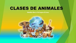 CLASES DE ANIMALES 
Natalia María Velásquez Gómez 
 
