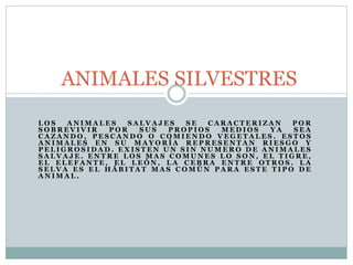 ANIMALES SILVESTRES 
LOS ANIMALES SALVAJ ES SE CARAC TERIZAN POR 
SOBREVIVIR POR SUS PROP IOS MEDIOS YA SEA 
CAZANDO, PES CANDO O COMIENDO VEGETALES . ES TOS 
ANIMALES EN SU MAYORÍA REPRESENTAN RIESGO Y 
PEL IGROS IDAD. EXI S TEN UN S IN NUMERO DE ANIMALES 
SALVAJE. ENTRE LOS MAS COMUNES LO SON, EL T IGRE, 
EL ELEFANTE, EL LEÓN, LA C EBRA ENTRE OTROS . LA 
SELVA ES EL HÁBI TAT MAS COMÚN PARA ES TE T I PO DE 
ANIMAL . 
