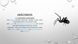 ARÁCNIDOS 
LOS ARÁCNIDOS (ARACHNIDA, 
DEL GRIEGO ΑΡΆΧΝΗ ARÁCHNE, "ARAÑA" E -ΙΔΕΣ -IDES, 
"PERTENECIENTE A UN GRUPO") SON 
UNA CLASE DEARTRÓPODOS QUELICERADOS DE LA QUE 
HAN SIDO DESCRITAS MÁS DE 102.000 
ESPECIES.1 INCLUYE FORMAS TAN CONOCIDAS COMO 
LAS ARAÑAS, LASGARRAPATAS, LOS ESCORPIONES Y 
LOS ÁCAROS. 
 