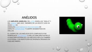 ANÉLIDOS 
LOS ANÉLIDOS (ANNELIDA, DEL LATÍN ANNELLUM, "ANILLO" Y 
DEL GRIEGO ΊΔΕΣ IDES, "MIEMBRO DE UN GRUPO") SON UN 
GRAN FILO DE 
ANIMALESINVERTEBRADOS PROTÓSTOMOS DE 
ASPECTO VERMIFORME Y CUERPO SEGMENTADO EN 
ANILLOS. 
EL CUERPO DE LOS ANÉLIDOS ESTÁ COMPUESTO POR 
NUMEROSOS METÁMEROS O ANILLOS SIMILARES ENTRE SÍ. 
LA ANATOMÍA INTERNA DE LOS ANÉLIDOS REFLEJA TAMBIÉN 
LA EXTERNA, CON REPETICIÓN DE DIVERSOS ÓRGANOS EN 
CADA METÁMERO. 
 