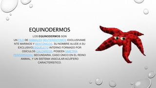 EQUINODERMOS 
LOS EQUINODERMOS SON 
UN FILO DE ANIMALES DEUTERÓSTOMOS EXCLUSIVAME 
NTE MARINOS Y BENTÓNICOS. SU NOMBRE ALUDE A SU 
EXCLUSIVOESQUELETO INTERNO FORMADO POR 
OSÍCULOS CALCÁREOS. POSEEN SIMETRÍA 
PENTARRADIAL SECUNDARIA, CASO ÚNICO EN EL REINO 
ANIMAL, Y UN SISTEMA VASCULAR ACUÍFERO 
CARACTERÍSTICO. 
 
