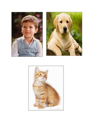 Clases de articulaciones