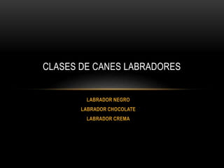 LABRADOR NEGRO
LABRADOR CHOCOLATE
LABRADOR CREMA
CLASES DE CANES LABRADORES
 