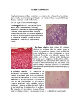CLASES DE CARTILAGO
Hay tres clases de cartílago presentan, como elementos estructurales, las células
denominadas condroblastos y condrocitos y la matriz cartilaginosa, constituida por
fibras y sustancia amorfa fundamental.
En este tejido se diferencian tres tipos:
• Cartílago hialino: Se presenta en estado
fresco, tiene un color blanco, vidrioso y
translúcido. Presenta un aspecto homogéneo.
Contiene células especializadas llamadas
condrocitos que están incluidos en lagunas en
el seno de la matriz y están especializados en
la síntesis de proteínas. Carece de vasos
sanguíneos y nervios y es, relativamente,
celular.
• Cartílago elástico: Las células del cartílago
elástico son similares a las del hialino, tienen la
misma forma esférica, aunque menor cantidad de
grasa y glucógeno, y están rodeadas por la matriz
territorial, formando una cápsula gruesa. Las
células del cartílago elástico están distribuidas
formando grupos isogénicos de dos o tres células.
La matriz presenta abundantes fibras elásticas, las
cuales se ramifican formando una red densa. Este
tipo de cartílago crece por aposición y se encuentra
principalmente en sitios donde se necesita apoyo y
flexibilidad.
• Cartílago fibroso: Los condrocitos se
encuentran distribuidos aisladamente o en
parejas, y alineados entre las fibras colágenas.
La sustancia fundamental es muy poco visible,
exceptuando la matriz territorial o cápsula fina
que se tiñe intensamente. El fibrocartílago
contiene numerosos haces paralelos de fibras
colágenas y escasa cantidad de matriz hialina,
lo que lo distingue de los otros tipos de cartílago.
Se encuentra en las regiones en que el tejido
está sometido a presiones y a desplazamientos en sentido lateral y de tracción.
 