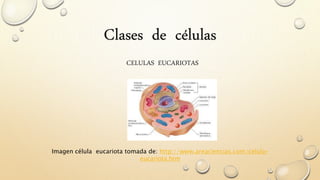 Clases de células
CELULAS EUCARIOTAS
Imagen célula eucariota tomada de: http://www.areaciencias.com/celula-
eucariota.htm
 
