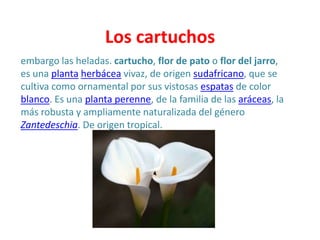 Los cartuchos
embargo las heladas. cartucho, flor de pato o flor del jarro,
es una planta herbácea vivaz, de origen sudafricano, que se
cultiva como ornamental por sus vistosas espatas de color
blanco. Es una planta perenne, de la familia de las aráceas, la
más robusta y ampliamente naturalizada del género
Zantedeschia. De origen tropical.
 