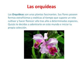 Las orquídeas
Las Orquídeas son unas plantas fascinantes. Sus flores poseen
formas extrañísimas y exóticas al tiempo que supone un reto
cultivar y hacer florecer año tras año a determinadas especies.
Quizás te decidas a adentrarte en este mundo e iniciar tu
propia colección.
 