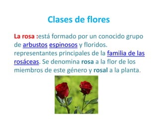Clases de flores
La rosa :está formado por un conocido grupo
de arbustos espinosos y floridos.
representantes principales de la familia de las
rosáceas. Se denomina rosa a la flor de los
miembros de este género y rosal a la planta.
 