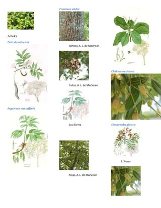 Arboles
Cedrela odorata
Inga vera var.affinis
Fraxinus uhdei
corteza,A. L. de MacVean
frutos,A.L. de MacVean
Susi Sierra
hojas,A.L. de MacVean
Clethra mexicana
Simarouba glauca
S. Sierra